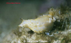 Simle of nudibrachia picture 2 by Juan Grau Tascón 